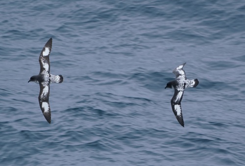 Petrel damero (Daption capense)