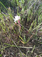 Hesperantha cucullata
