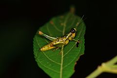 Chloropseustes brunneus
