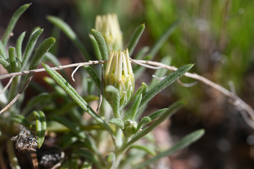 Fendler's Ground-Daisy (Townsendia fendleri)