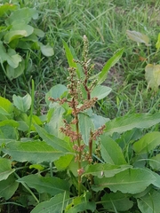 Rumex obtusifolius