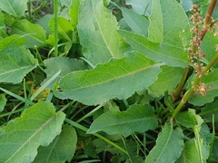 Rumex obtusifolius