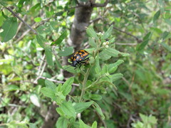 Pachycoris klugii