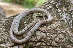 Indian Flying Snake photo 2