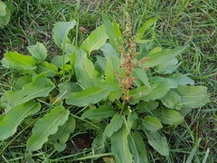 Rumex obtusifolius
