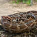 Indian Python - Photo (c) John Sullivan, some rights reserved (CC BY-NC), uploaded by John Sullivan
