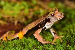 Perez's Snouted Frog photo 4
