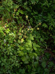 Geum macrophyllum macrophyllum