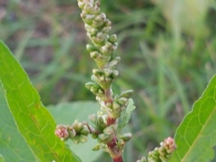 Rumex obtusifolius