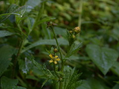 Geum macrophyllum macrophyllum