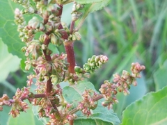 Rumex obtusifolius