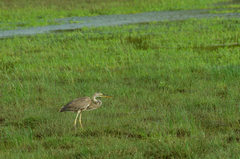 Ardea purpurea manilensis