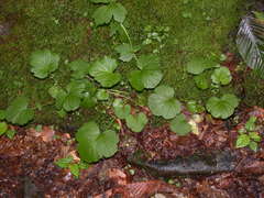 Geum macrophyllum macrophyllum