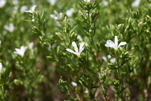 James' Frankenia (Frankenia jamesii)
