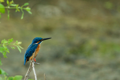 Alcedo atthis taprobana