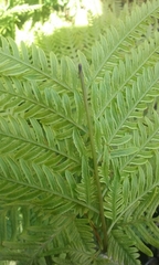 Pteris tremula