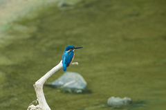 Alcedo atthis taprobana