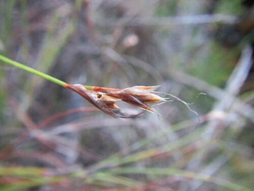 Warty Orgyreed (Anthochortus crinalis)