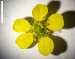 Geum macrophyllum macrophyllum