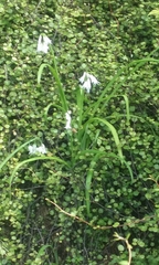 Allium triquetrum