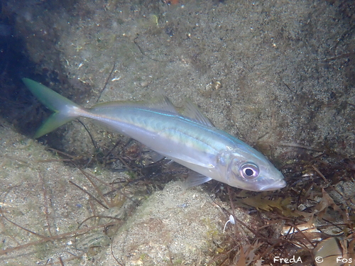 Mediterranean horse mackerel (Trachurus mediterraneus) — Carangidae
