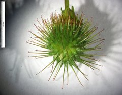 Geum macrophyllum macrophyllum