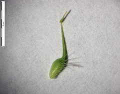 Geum macrophyllum macrophyllum