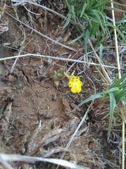 Hemimeris centrodes