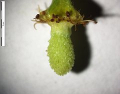 Geum macrophyllum macrophyllum