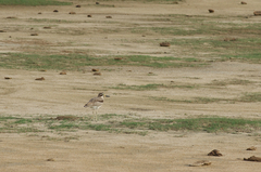 Esacus recurvirostris