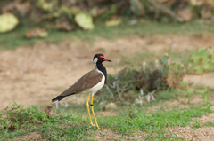 Vanellus indicus lankae