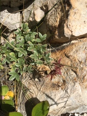 Potentilla nitida