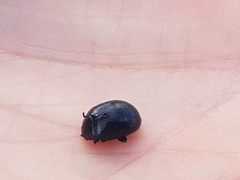 Chrysomelidae