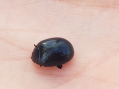 Chrysomelidae