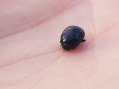 Chrysomelidae