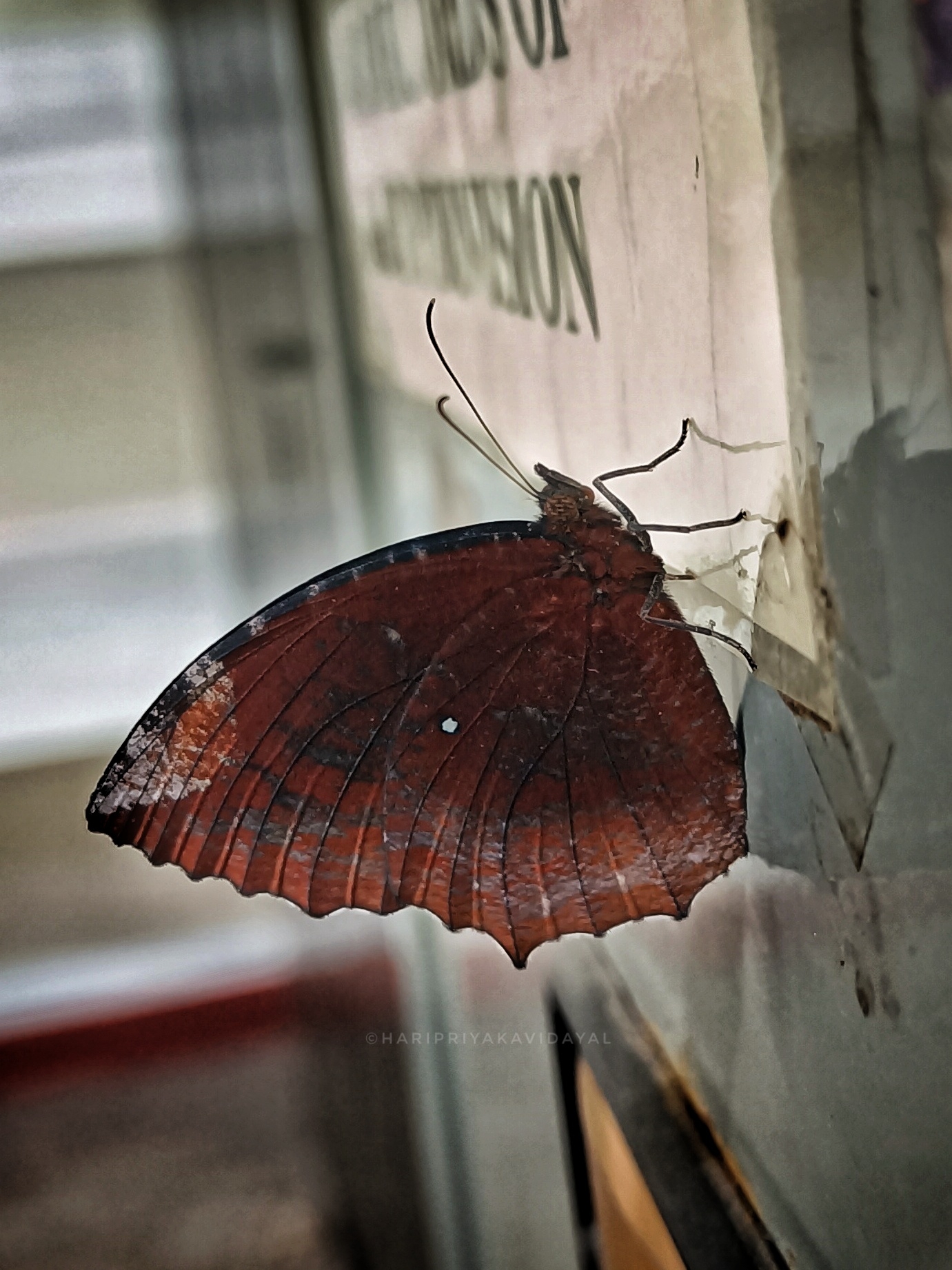 Common Palmfly