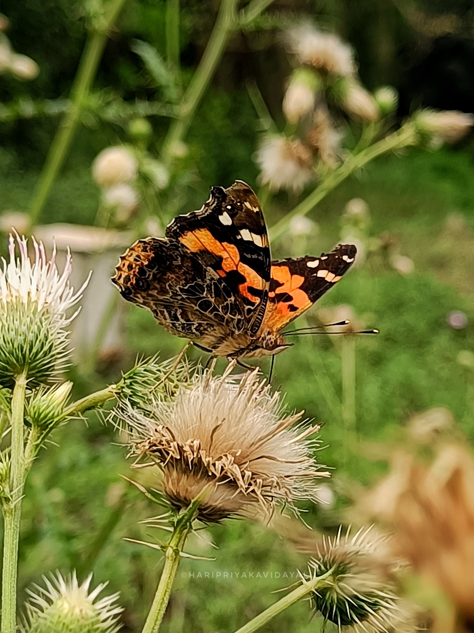 Indian Red Admiral