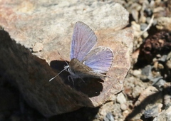 Plebejus fridayi
