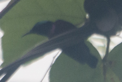 Leptocoma brasiliana