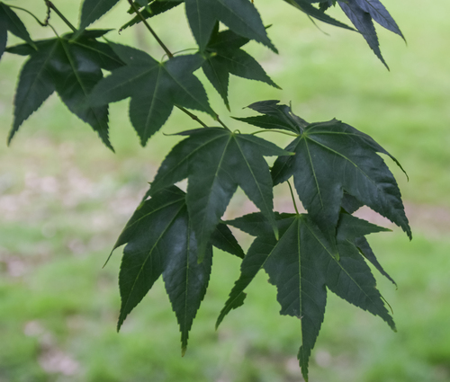 Oliver's Maple (Acer oliverianum)