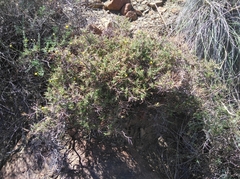 Melolobium candicans
