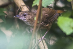 Malacocincla abbotti