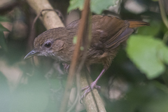 Malacocincla abbotti