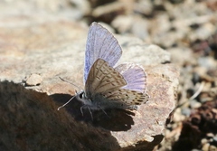 Plebejus fridayi