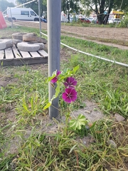 Malva sylvestris mauritiana