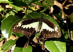 Papilio phorcas