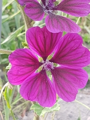 Malva sylvestris mauritiana