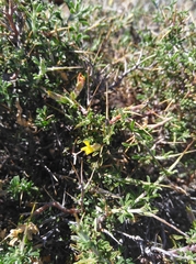 Melolobium candicans