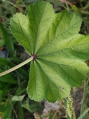 Malva sylvestris mauritiana