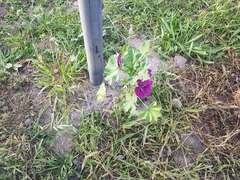 Malva sylvestris mauritiana